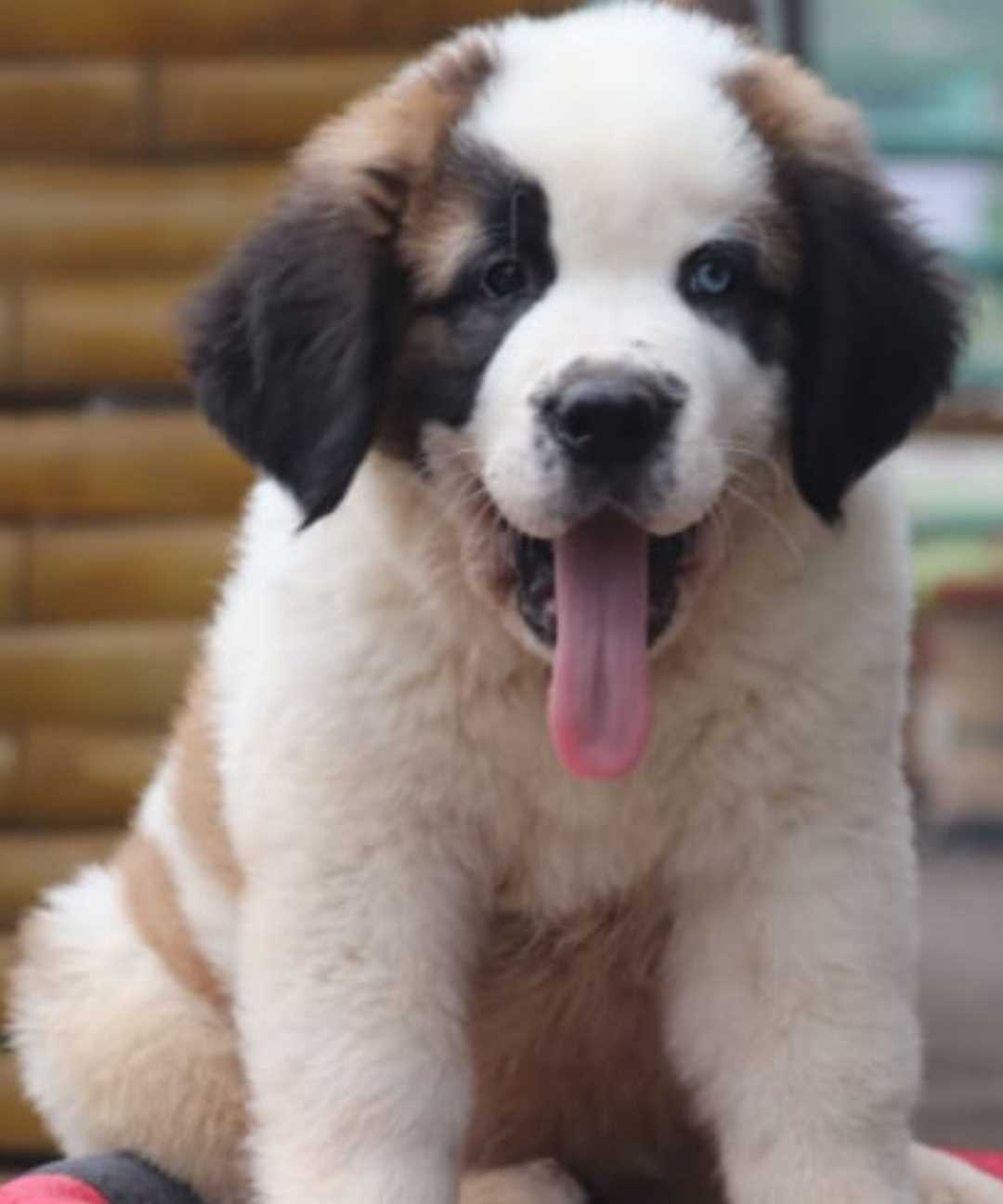 Saint Bernard For Sale In Jaypur