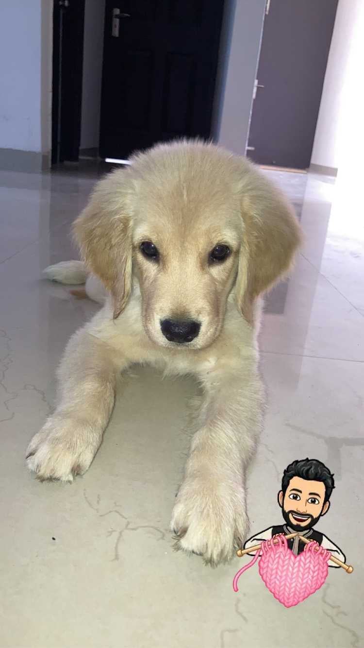 Golden Retriever For Sale In Mohali