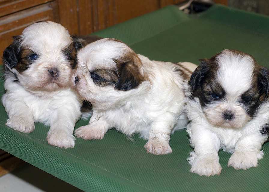 Shih Tzu For Sale In Kollam