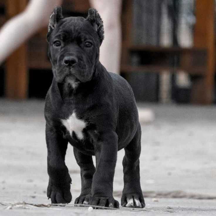 Cane Corso For Sale In Delhi
