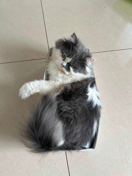 Persian Dogs For Mating In Bangalore