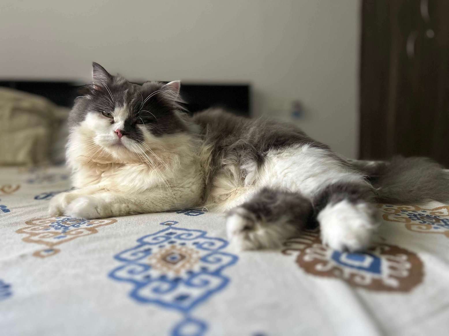 Persian Dogs For Mating In Bangalore