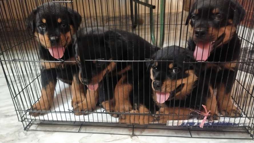 Rottweiler For Sale In Chennai