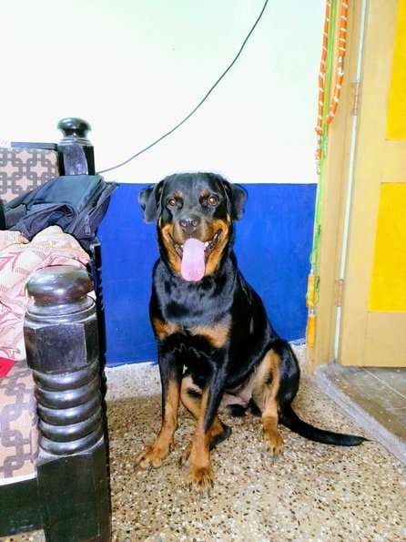 Rottweiler Dogs For Mating In Chennai