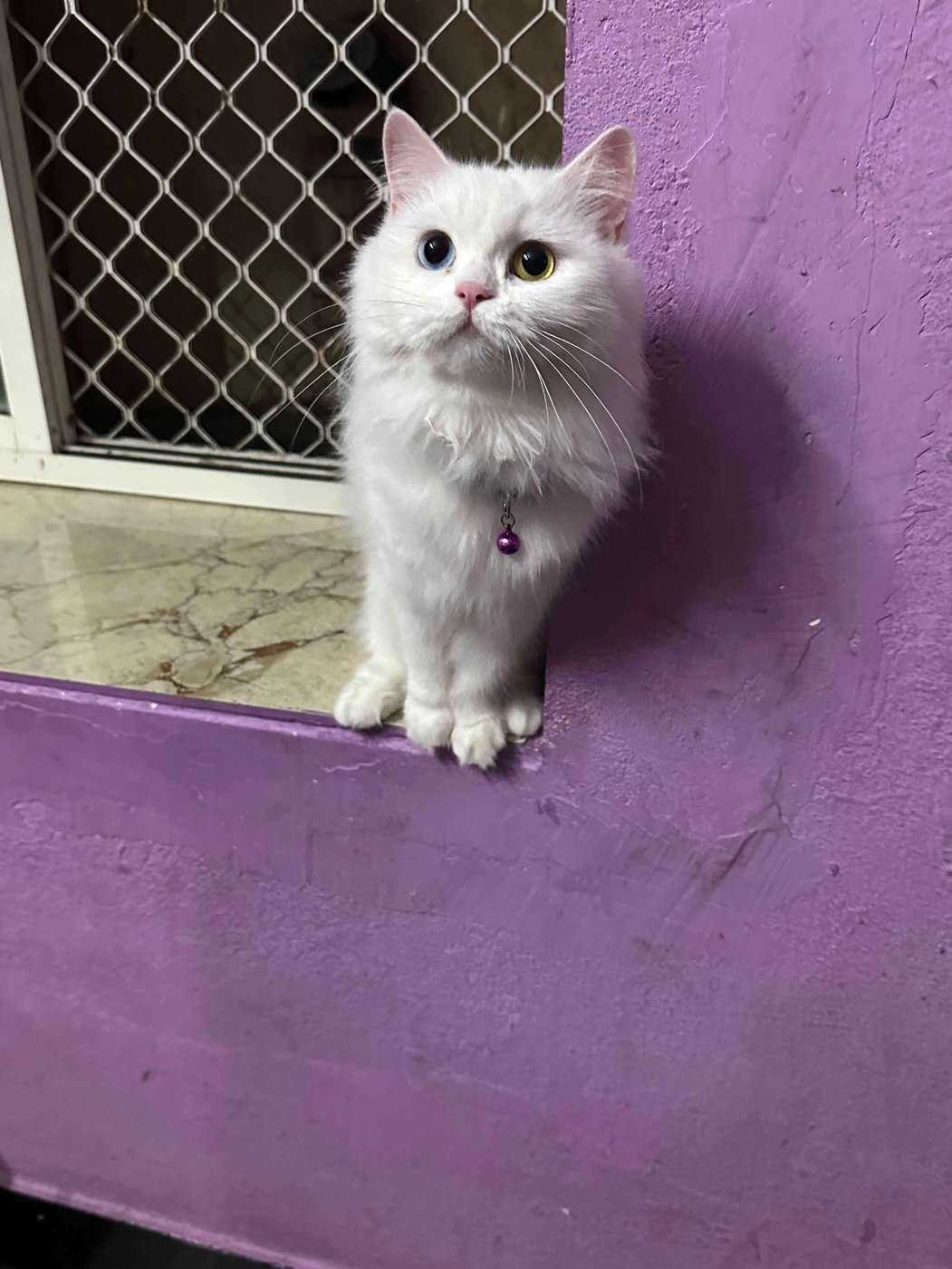 Persian Dogs For Mating In Hyderabad