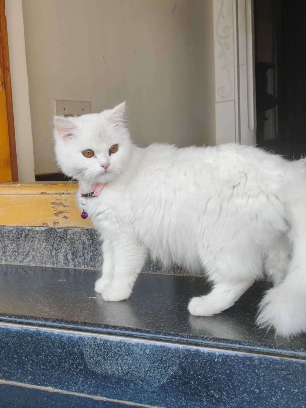 Persian Dogs For Mating In Bangalore