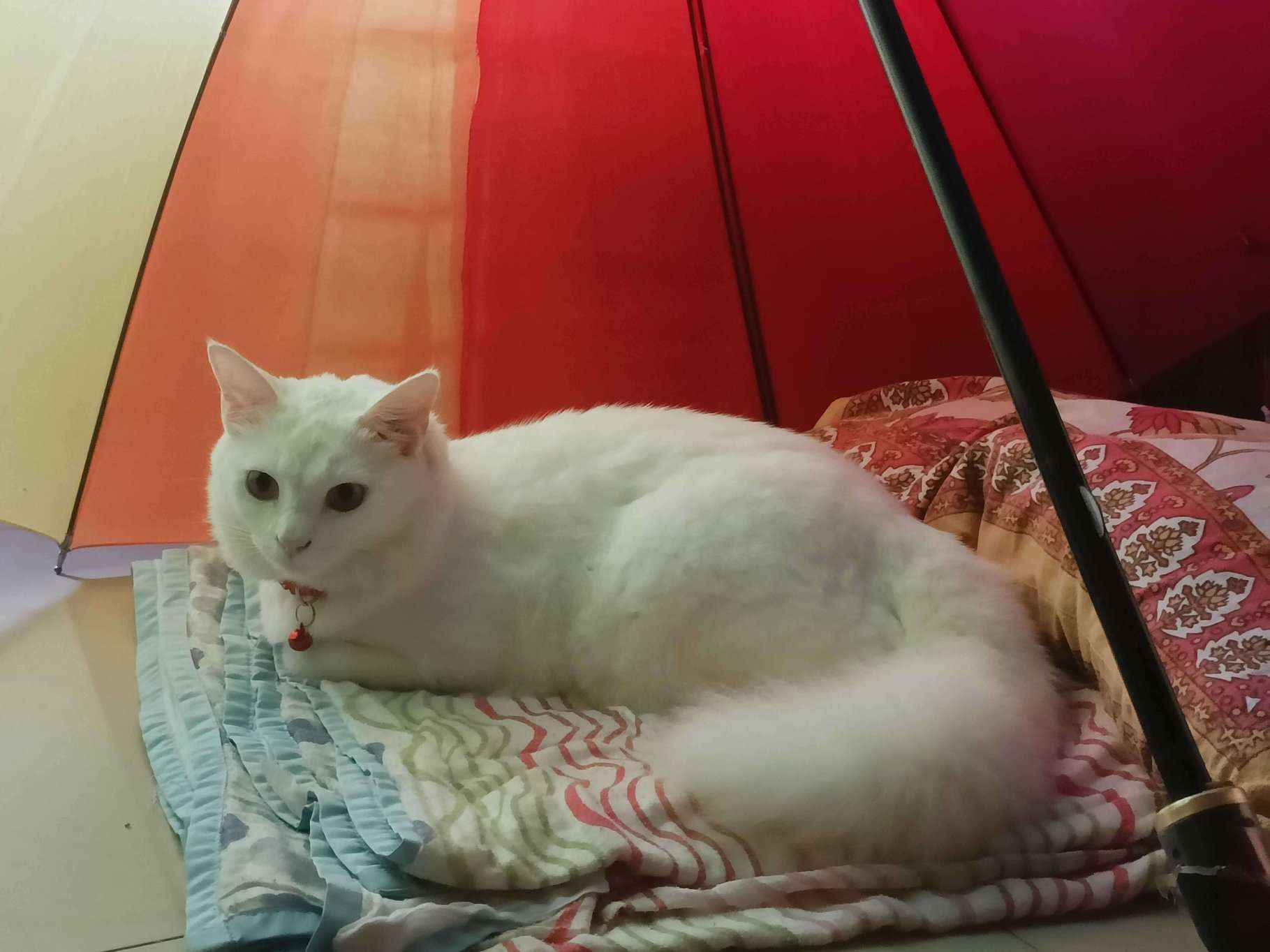 Maine Coon Dogs For Mating In Margao
