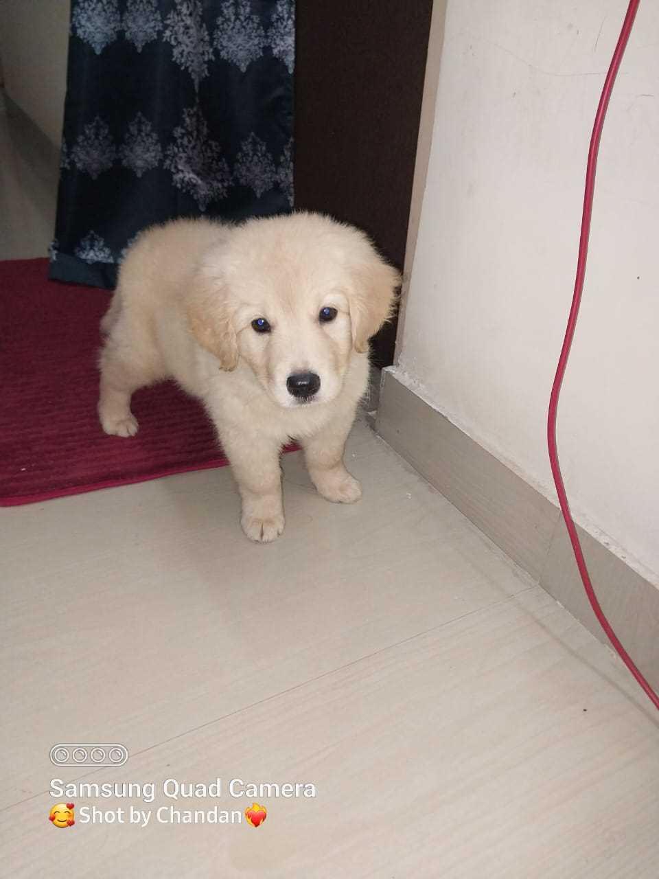 Golden Retriever For Sale In Bhubaneswar