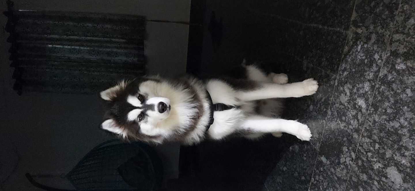 Siberian Husky Dogs For Mating In Bangalore