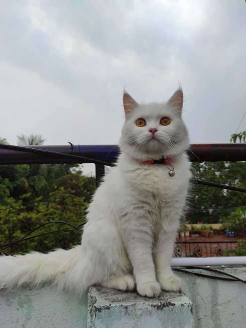 Persian Dogs For Mating In Bangalore