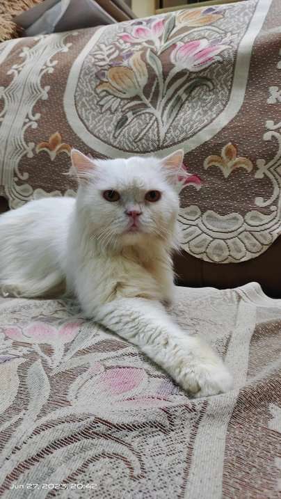 Persian Dogs For Mating In Bangalore