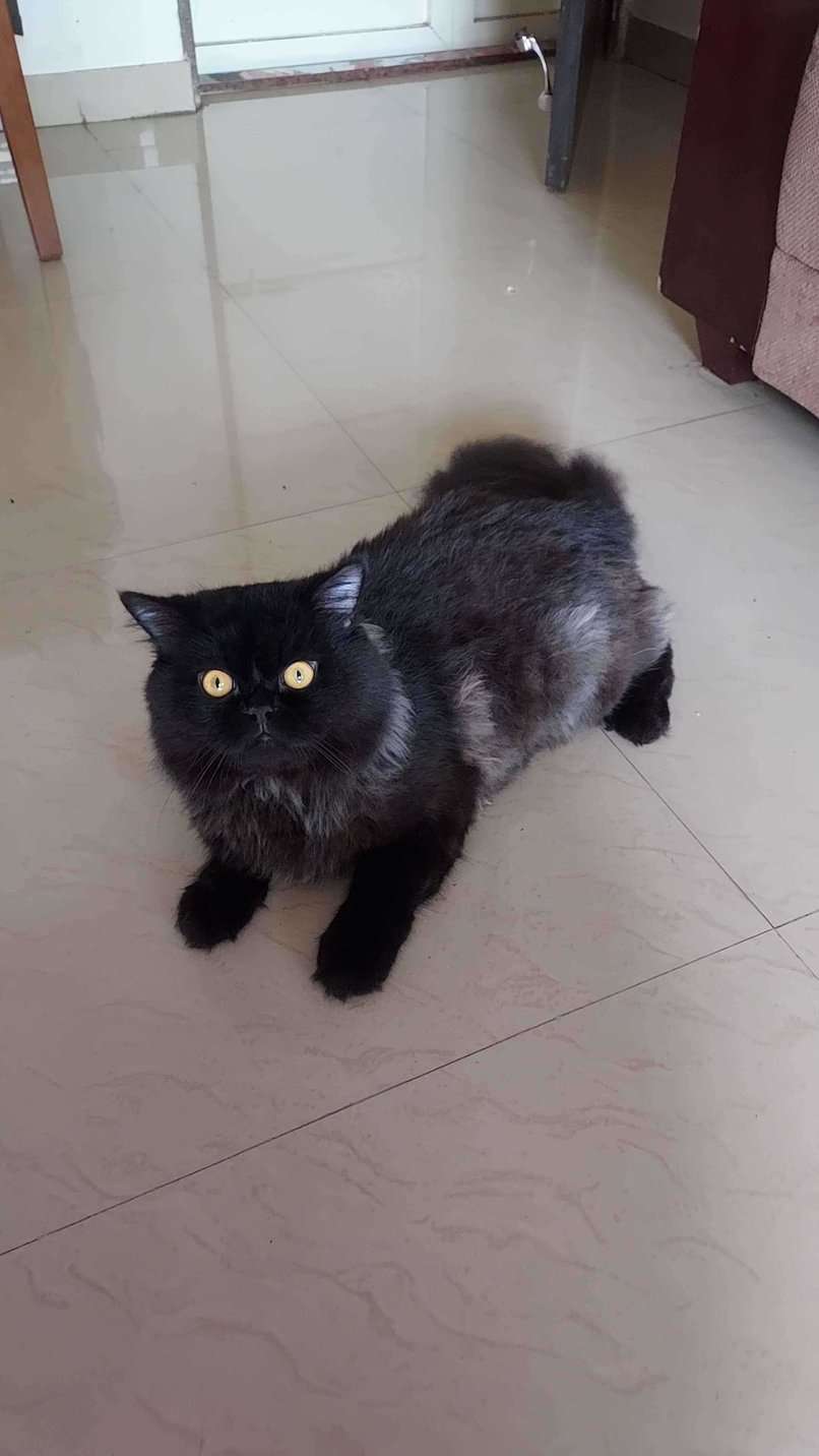 Persian Dogs For Mating In Pune