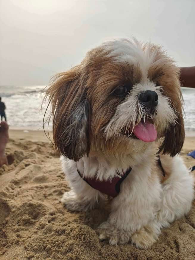 Shih Tzu Dogs For Mating In Chennai