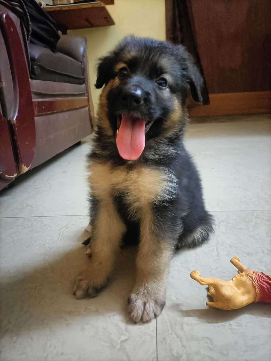 German Shepherd For Sale In Tiruvannamalai