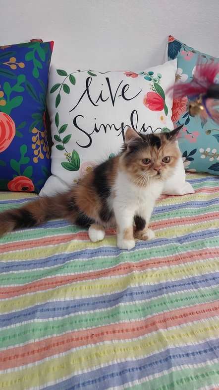 Calico For Sale In Erode