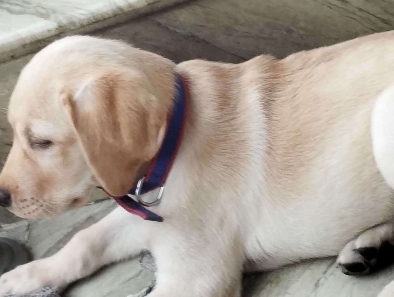 Labrador Retriever For Sale In Noida