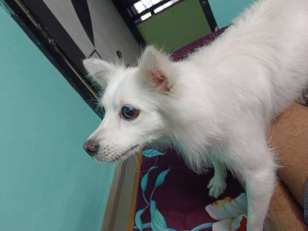 Pomeranian Dogs For Mating In Thane