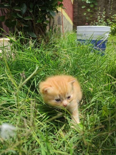 Persian For Sale In Srinagar JK