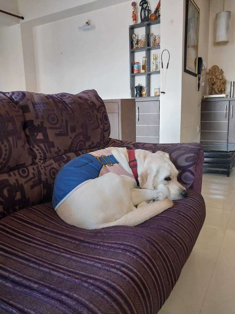 Labrador Retriever Dogs For Mating In Pune