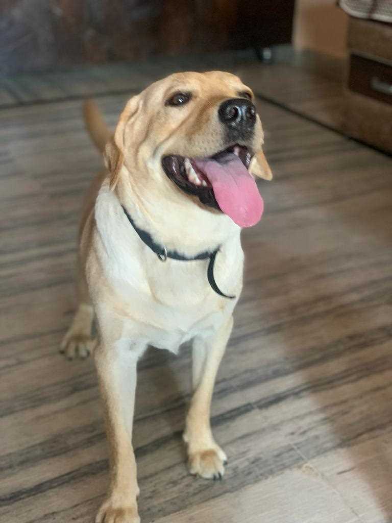 Labrador Retriever Dogs For Mating In Bhopal