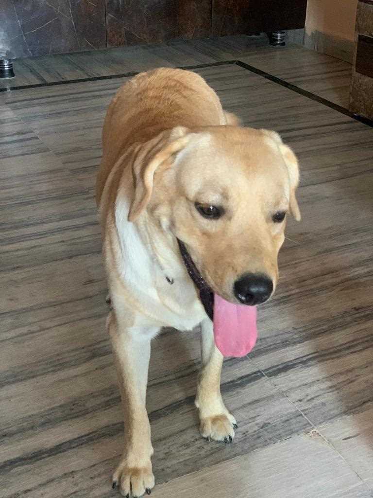 Labrador Retriever Dogs For Mating In Bhopal