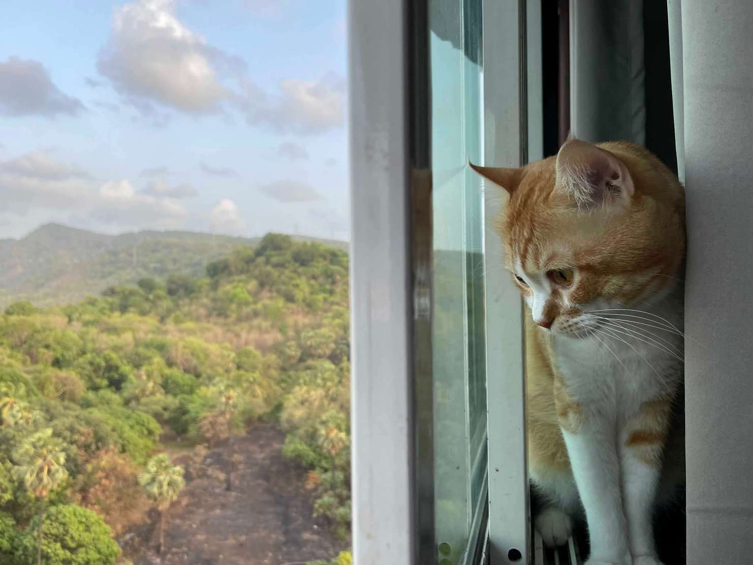 British Shorthair Dogs For Mating In Mumbai