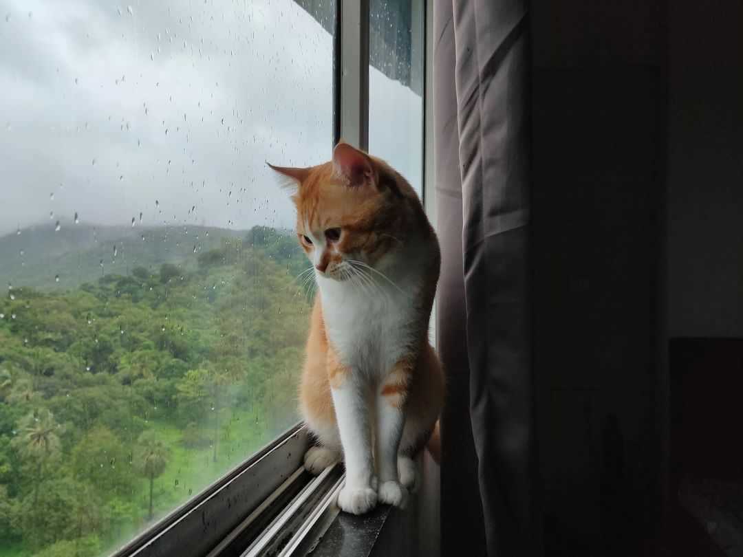 British Shorthair Dogs For Mating In Mumbai