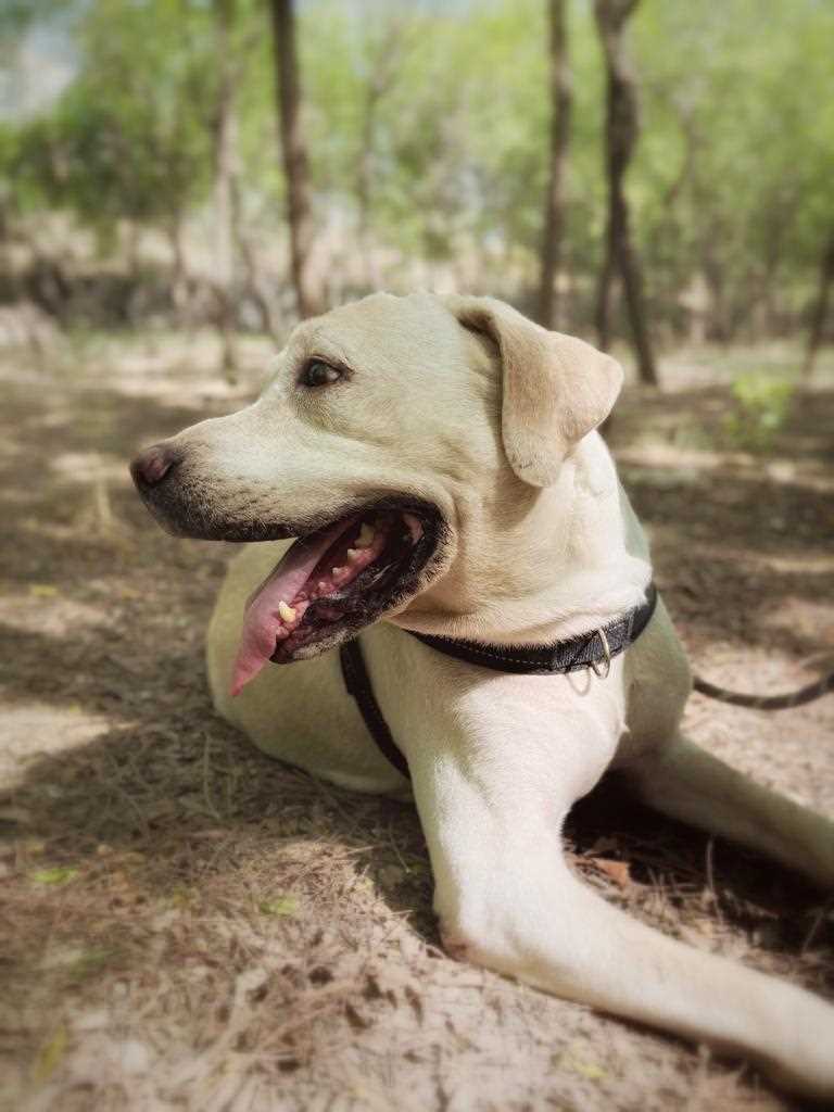 Labrador Retriever Dogs For Mating In Noida