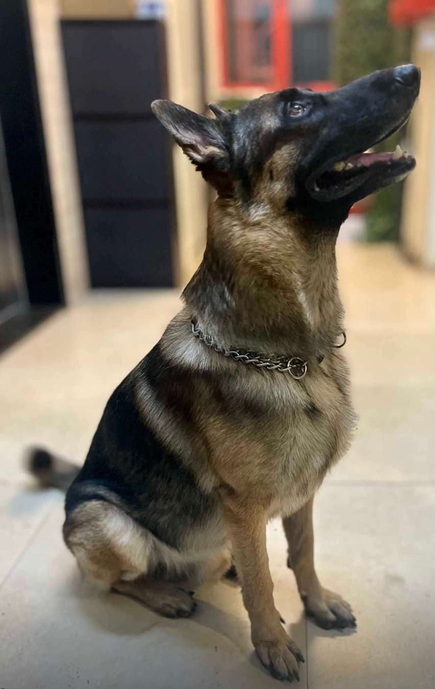 German Shepherd Dogs For Mating In Mumbai