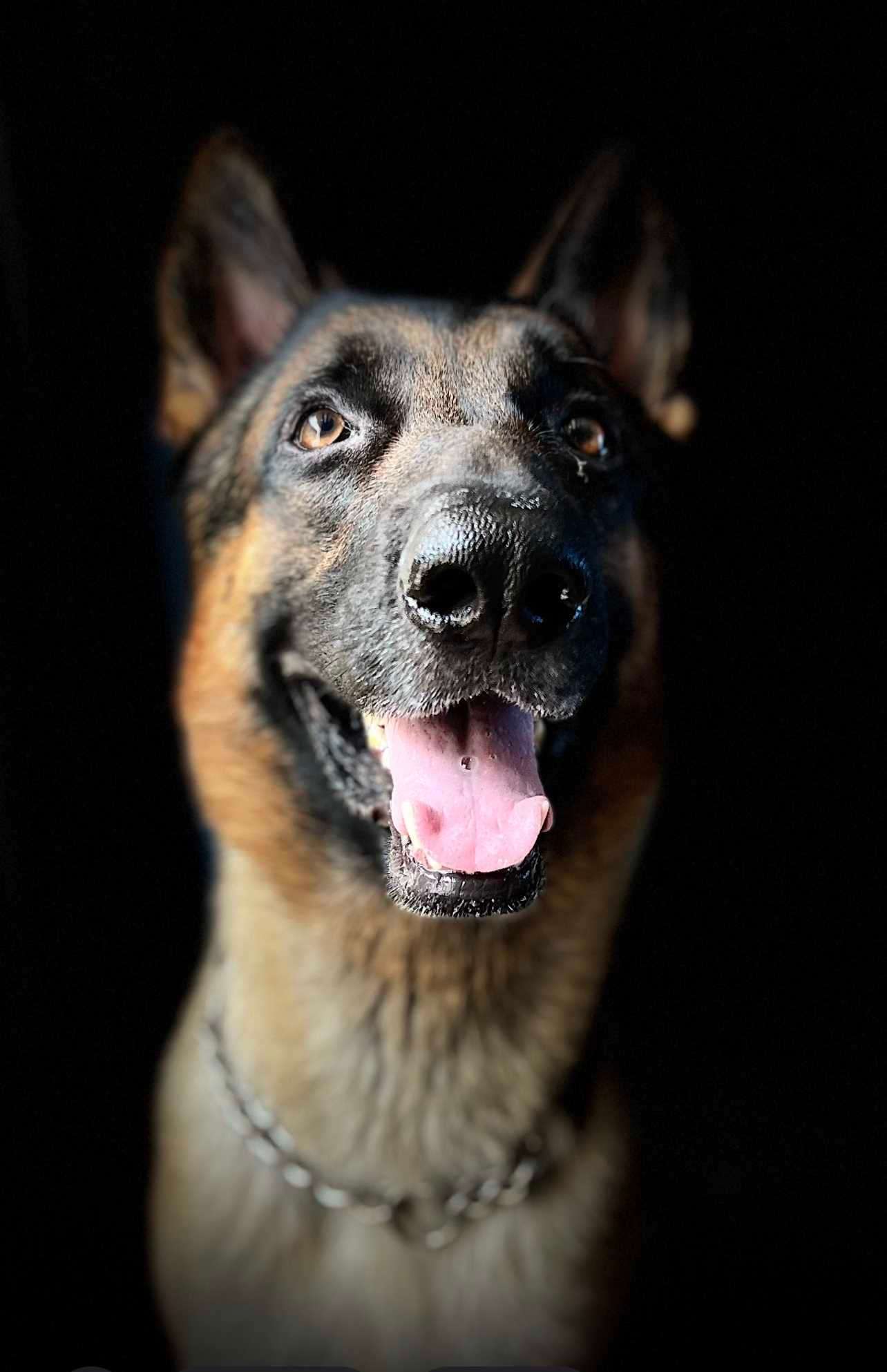 German Shepherd Dogs For Mating In Mumbai