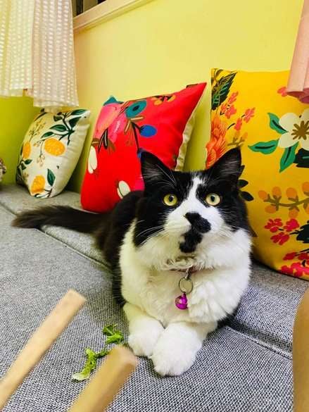 Ragdoll Dogs For Mating In Bangalore