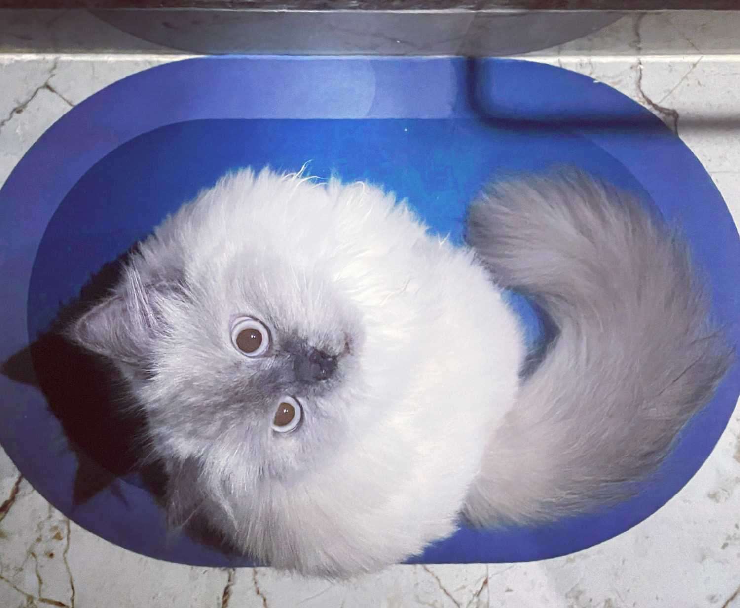 Himalayan Dogs For Mating In Bangalore