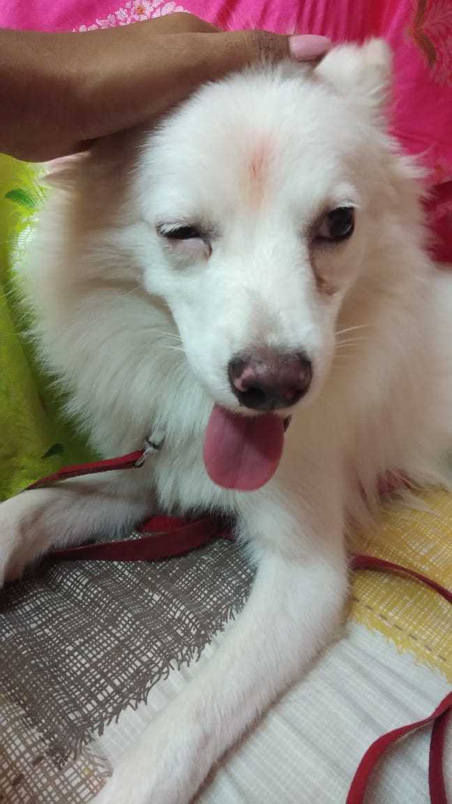 Pomeranian For Sale In Hyderabad