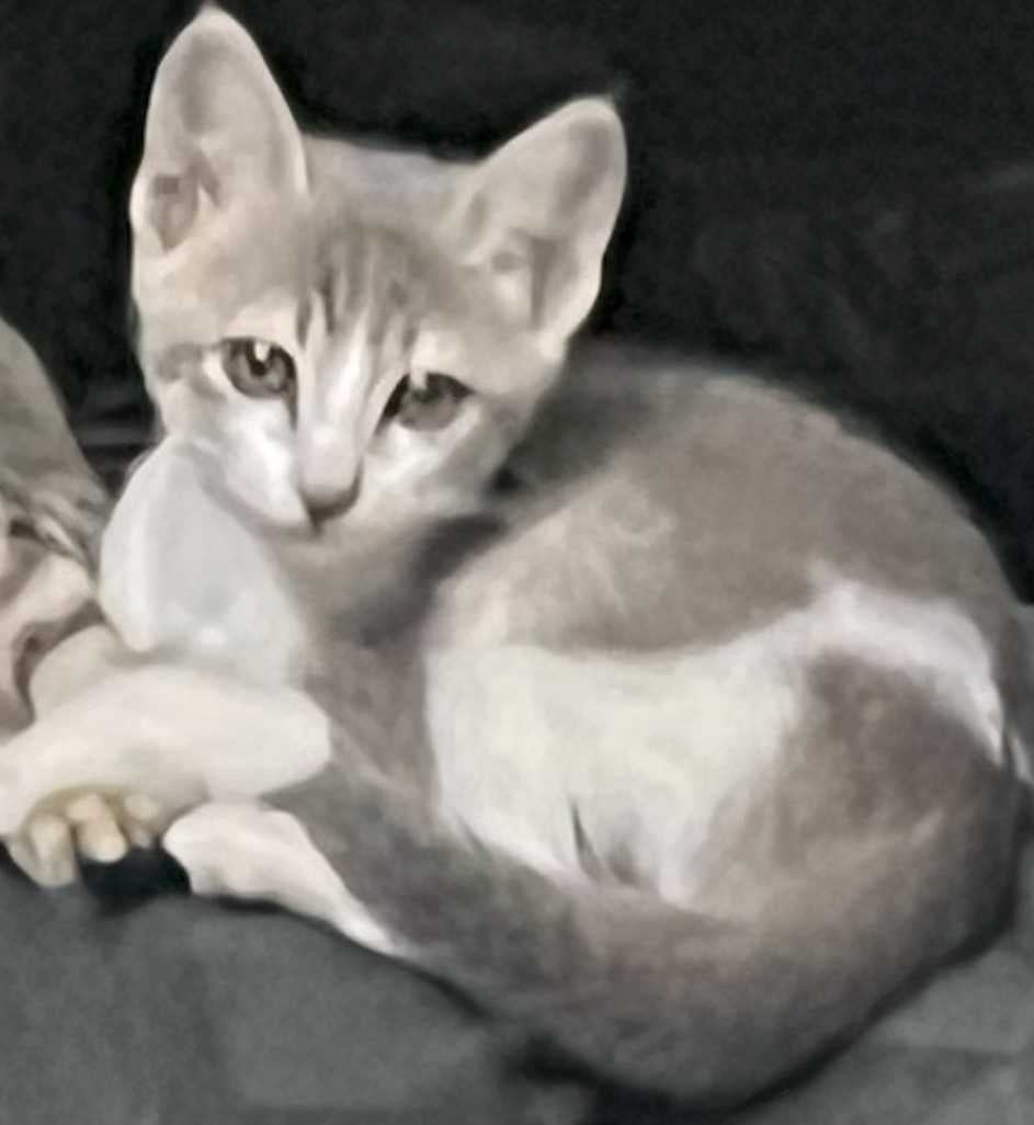 Indian Breed For Adoption In Dehradun