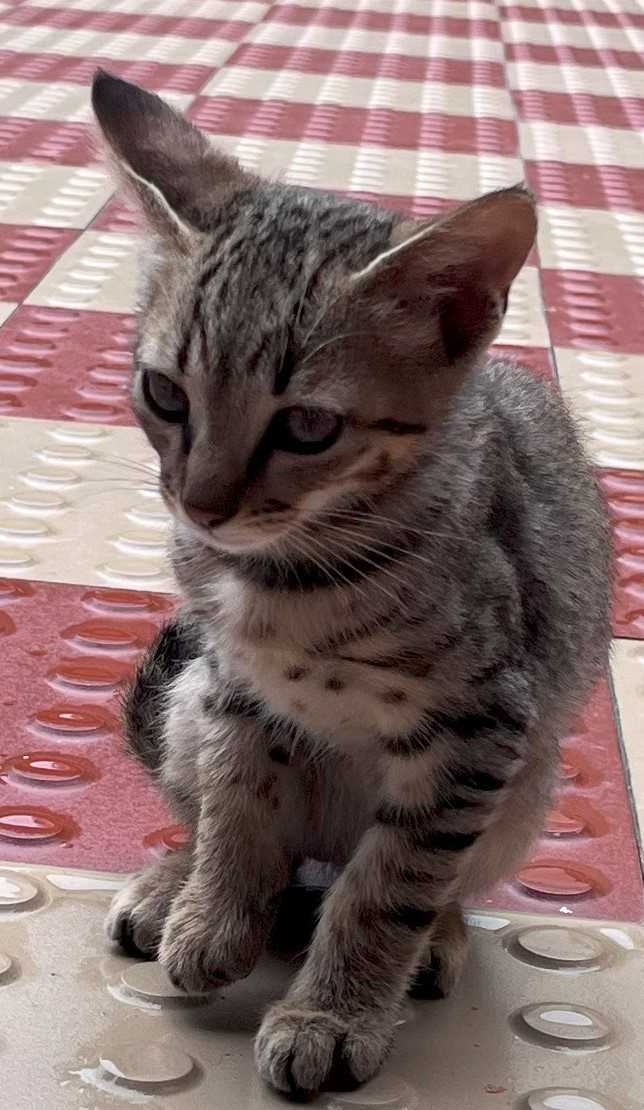 Indian Breed For Adoption In Dehradun
