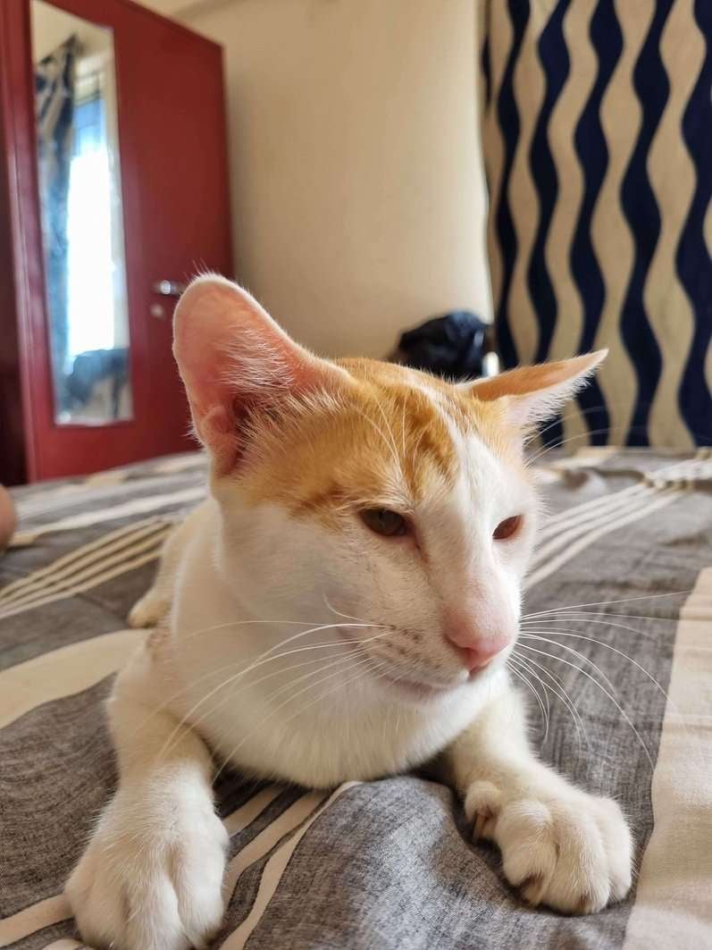 Indian Breed For Adoption In Kochi