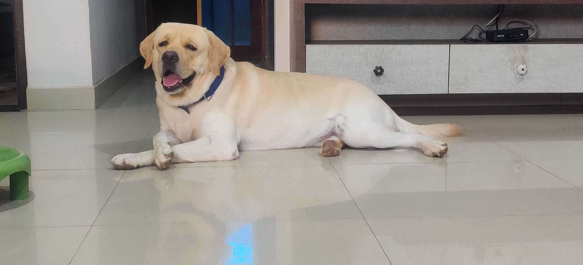 Labrador Retriever Dogs For Mating In Raipur