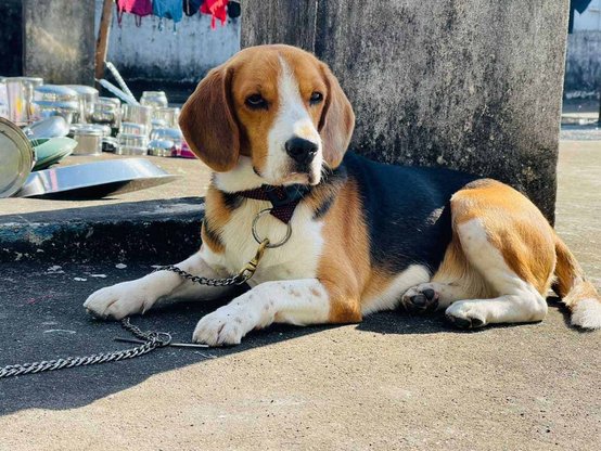 Beagle Dogs For Mating In Visakhapatnam
