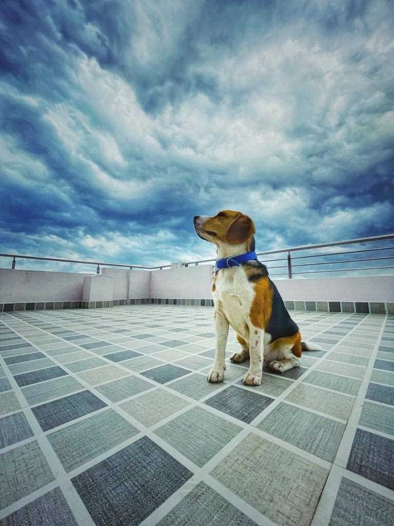 Beagle Dogs For Mating In Visakhapatnam