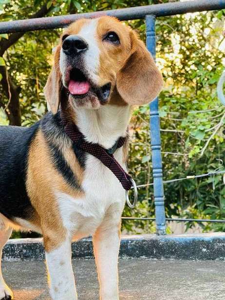 Beagle Dogs For Mating In Visakhapatnam