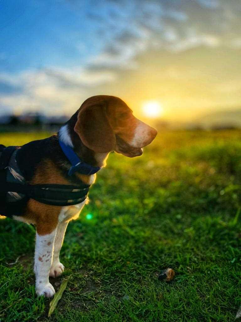 Beagle Dogs For Mating In Visakhapatnam