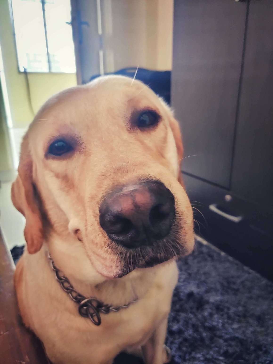 Labrador Retriever Dogs For Mating In Bangalore