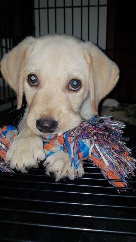 Labrador Retriever Dogs For Mating In Bangalore
