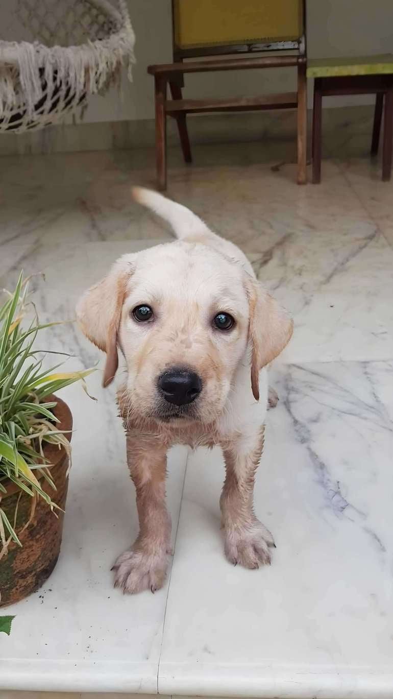 Labrador Retriever Dogs For Mating In Bangalore