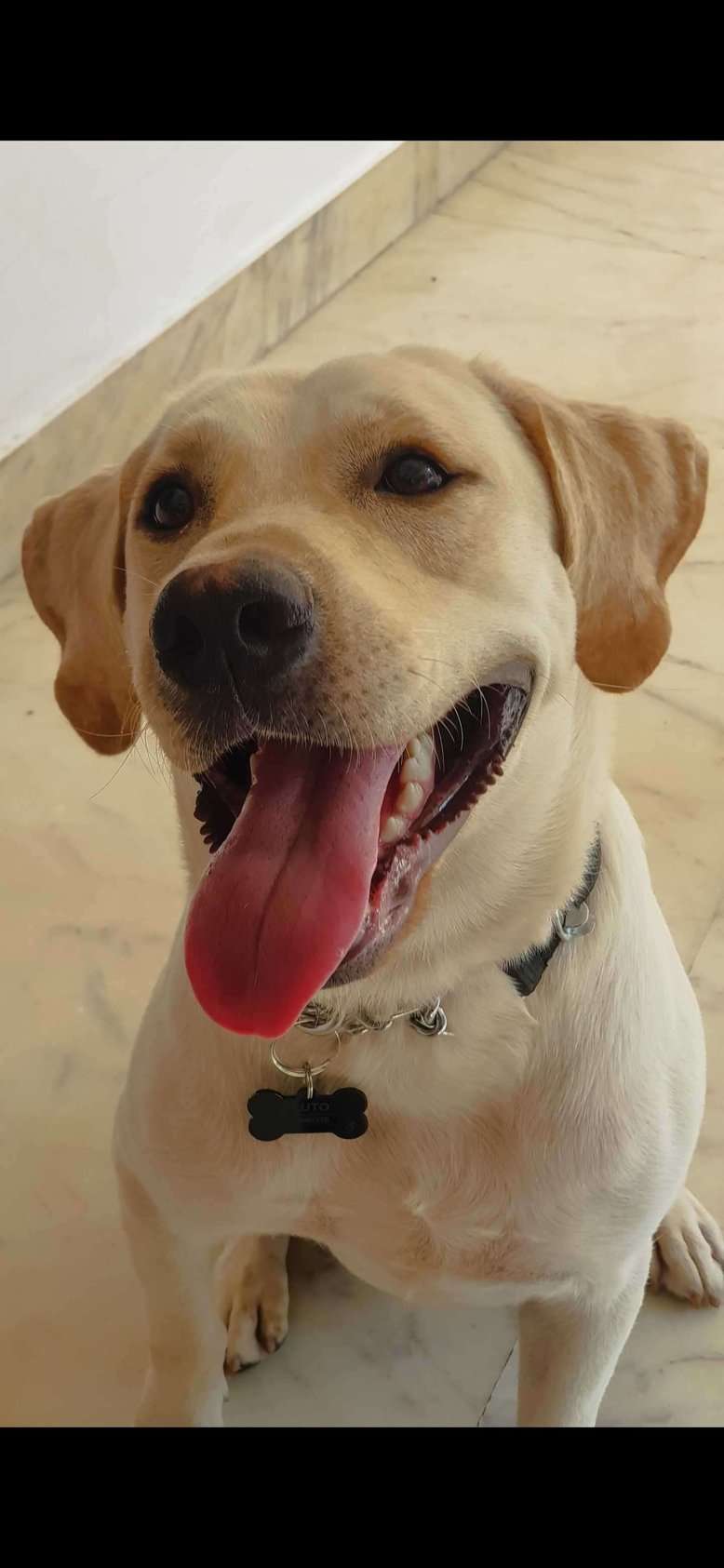 Labrador Retriever Dogs For Mating In Bangalore