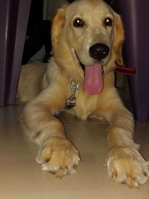 Golden Retriever Dogs For Mating In Thane
