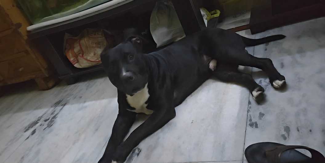 American Pit Bull Terrier Dogs For Mating In Delhi