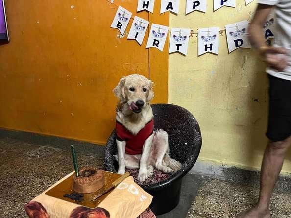 Golden Retriever Dogs For Mating In Hyderabad