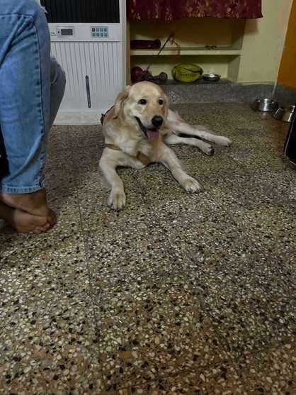 Golden Retriever Dogs For Mating In Hyderabad