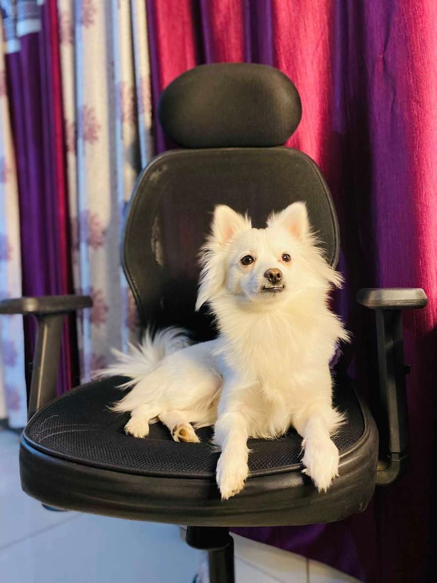 Pomeranian Dogs For Mating In Patiala